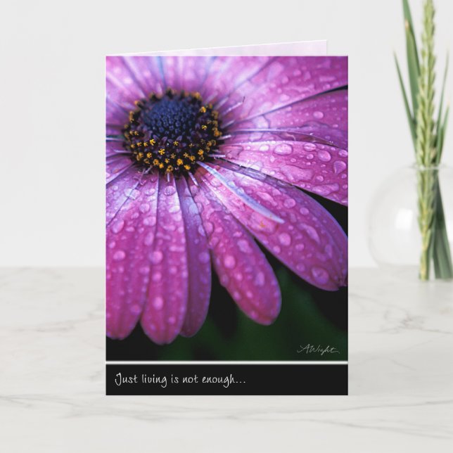 Purple African Daisy, by Anna Wight Karte (Vorderseite)