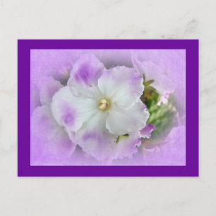 Purple and White Fancy African Violets Postkarte