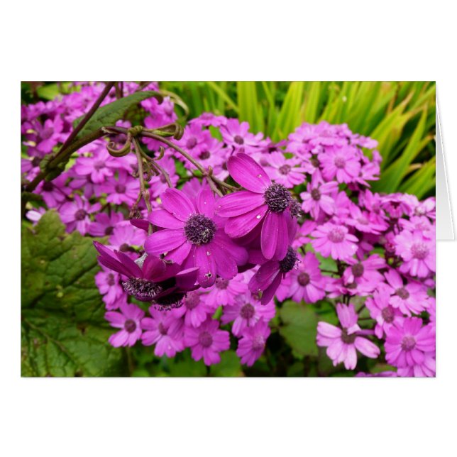 Purple Blumen aus San Francisco (Vorderseite (Horizontal))