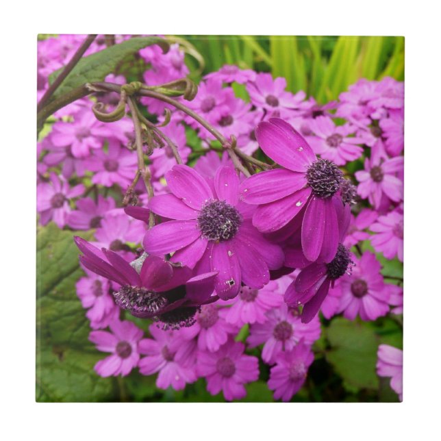 Purple Blumen aus San Francisco Fliese (Vorderseite)
