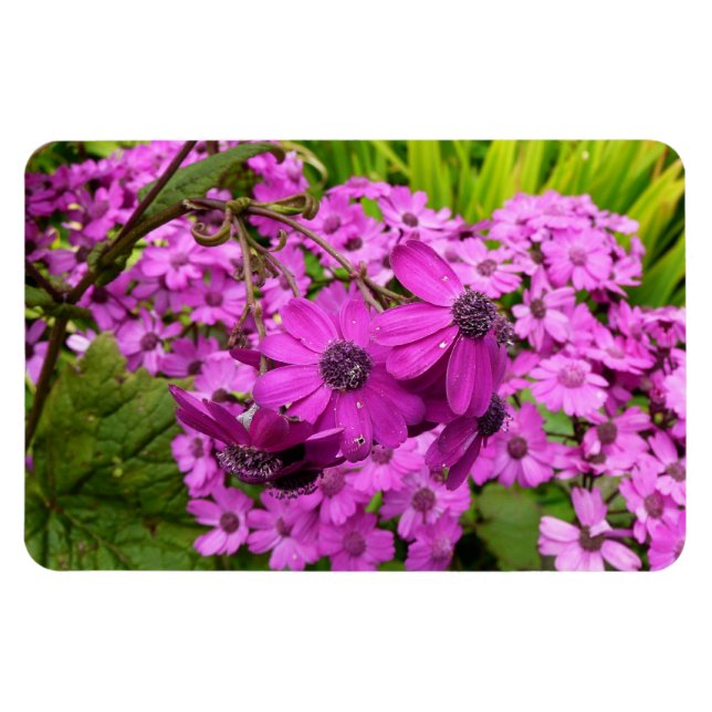 Purple Blumen aus San Francisco Magnet (Horizontal)