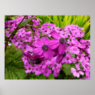Purple Blumen aus San Francisco Poster