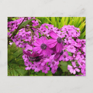 Purple Blumen aus San Francisco Postkarte
