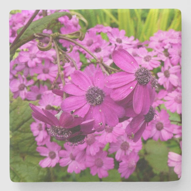 Purple Blumen aus San Francisco Steinuntersetzer (Vorderseite)