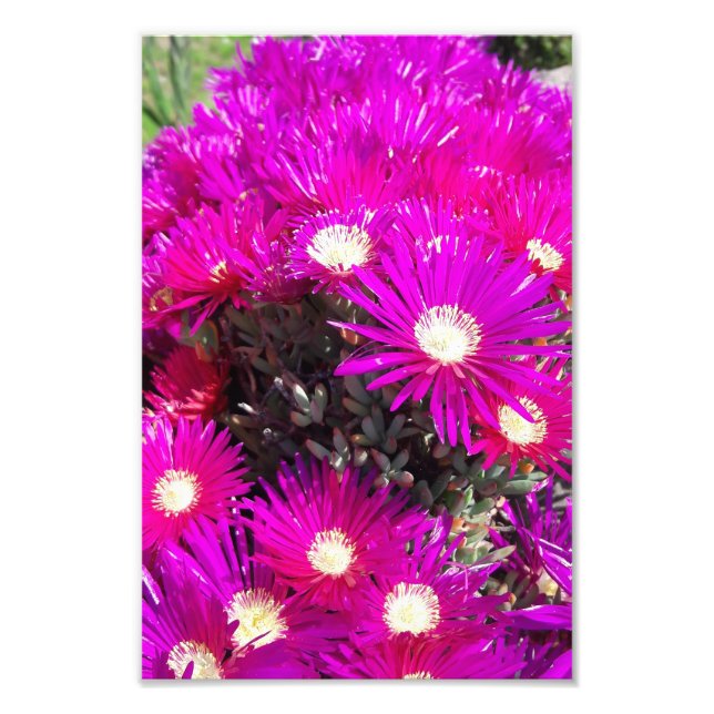 Purple Blumen Fotodruck (Vorne)