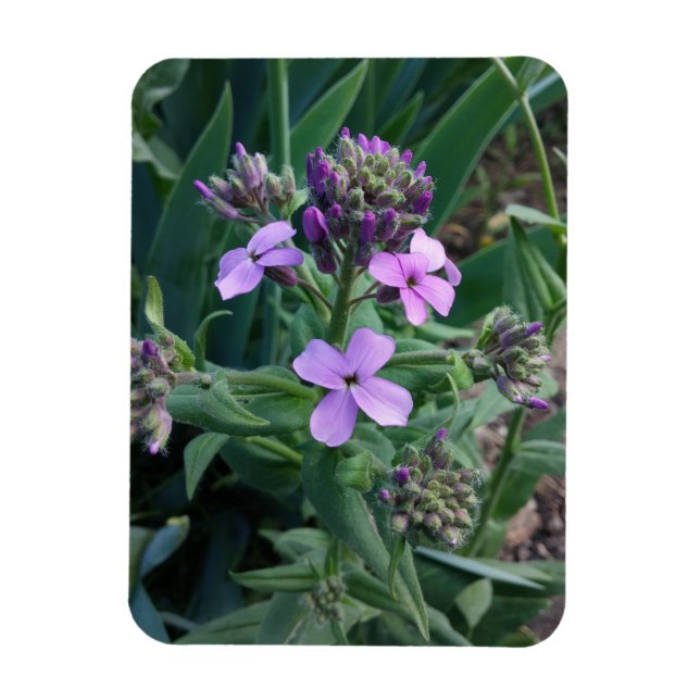 Purple Blumen Magnet (Vertikal)