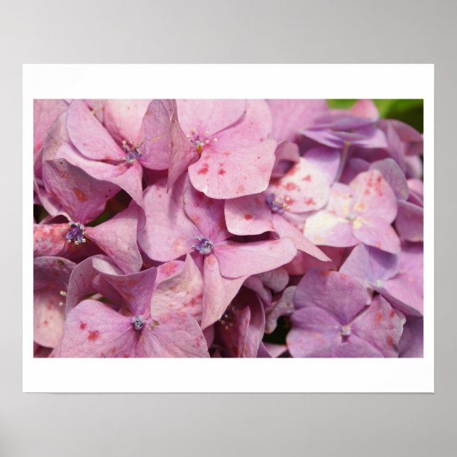 Purple Blumen Poster (Vorne)