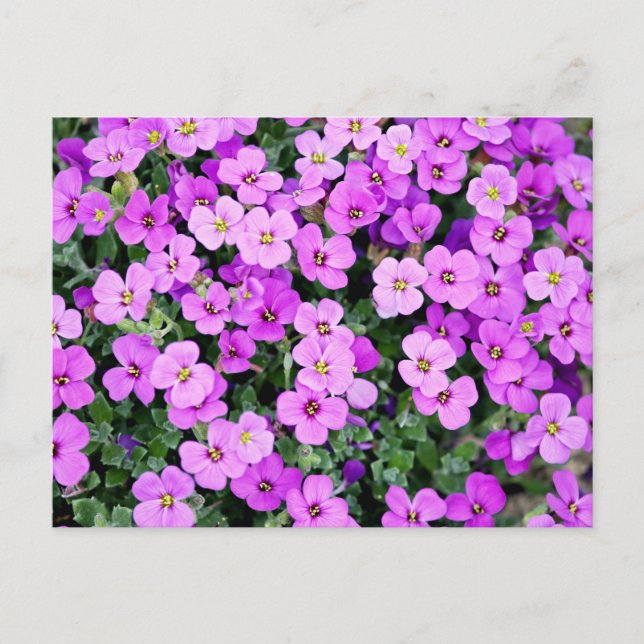 Purple Blumen Postkarte (Vorderseite)