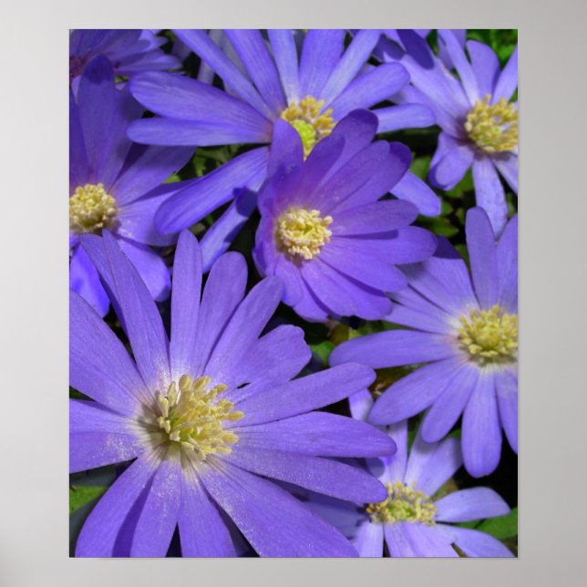 Purple Blumen Print Blue Daisis Art Poster Print (Vorne)