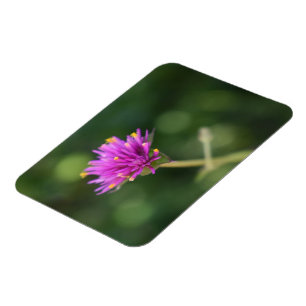 Purple Blumen Sommernaturfotografie Magnet