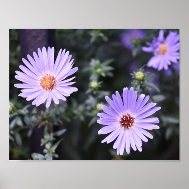 Purple Blumen Sommernaturfotografie Poster (Vorne)