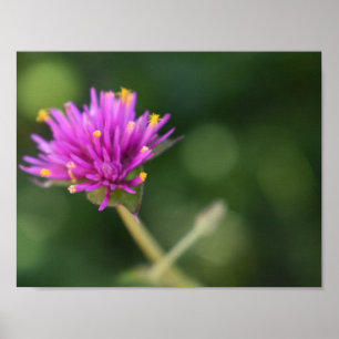 Purple Blumen Sommernaturfotografie Poster