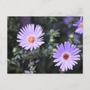 Purple Blumen Sommernaturfotografie Postkarte