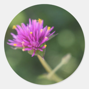 Purple Blumen Sommernaturfotografie Runder Aufkleber