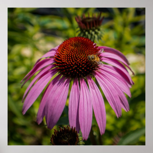 Purple Coneflower Poster (Vorne)