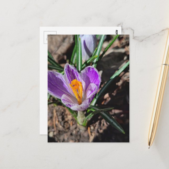 Purple Crocus First Flower of 2026 Postkarte (Vorderseite/Rückseite Beispiel)