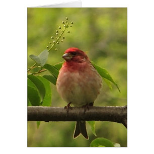 Purple Finch Blank Card