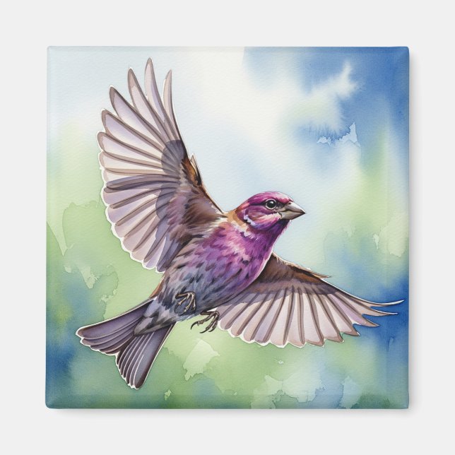 Purple Finch in flight Magnet (Vorne)