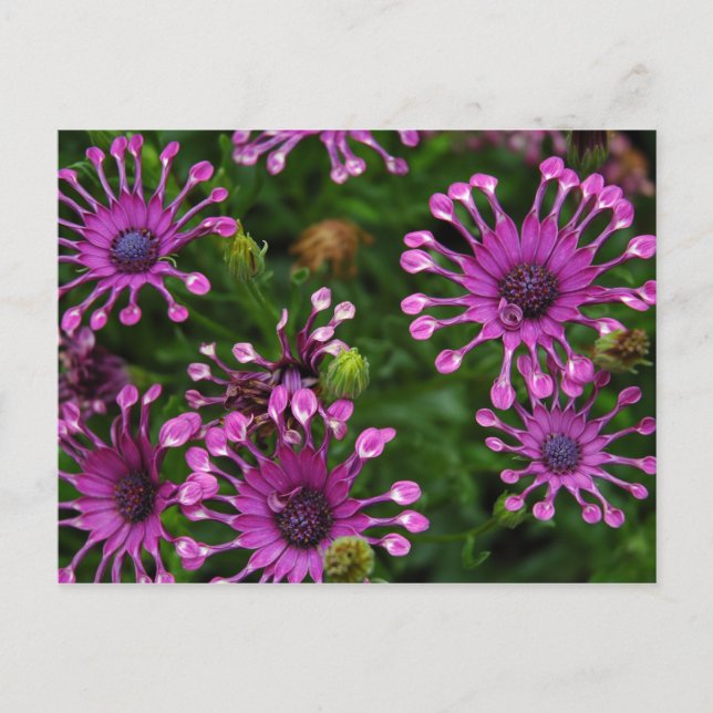 Purple Firework Flowers Postkarte (Vorderseite)