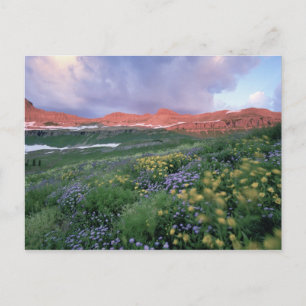 Purple Fleabane (erigeron peregrinus) and Yellow Postkarte