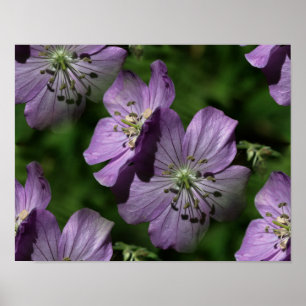 Purple Flowers Abstrakt Nature Poster