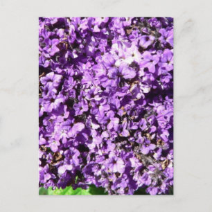 Purple Flowers Bush Postkarte