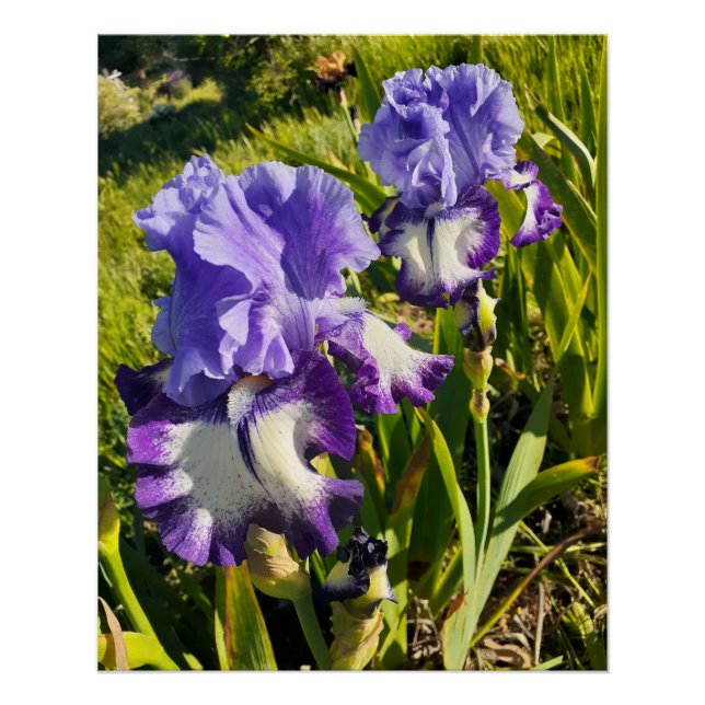 Purple Flowers Floral Iris Irises Mothers Day Poster (Vorderseite)
