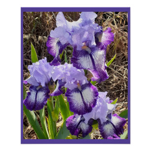 Purple Flowers Floral Iris Irises Mütter Day Card Poster