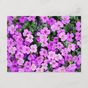 Purple Flowers Garden Postkarte