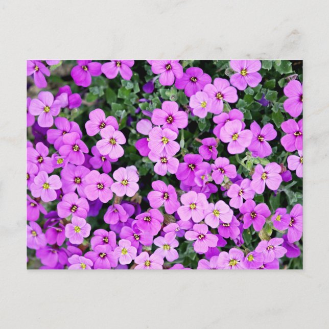 Purple Flowers Garden Postkarte (Vorderseite)