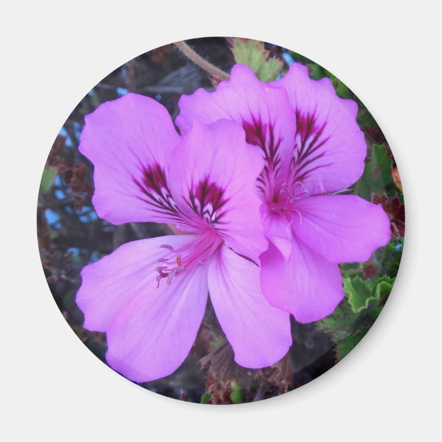 Purple Flowers Kitchen Magnet (Vorne)