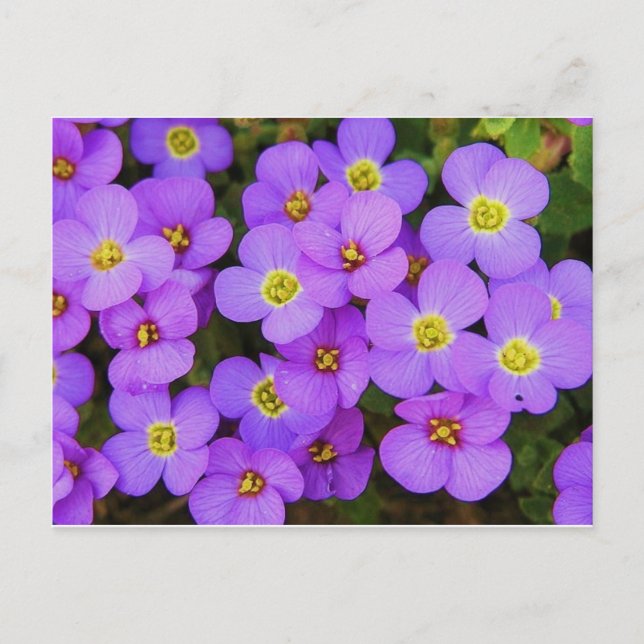 Purple Flowers Peace Liebe Destiny Postkarte (Vorderseite)