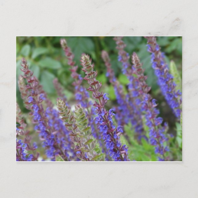 Purple  flowers postcard postkarte (Vorderseite)