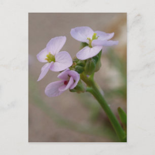 Purple Flowers Postcard Postkarte