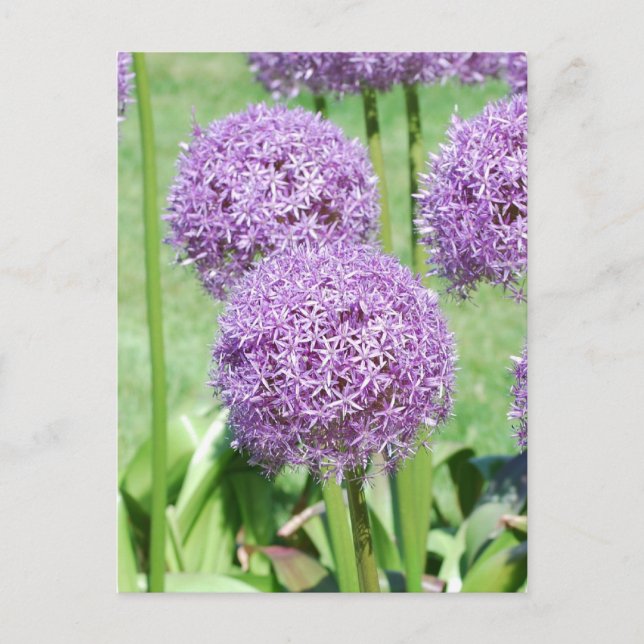 Purple Flowers Postcard Postkarte (Vorderseite)