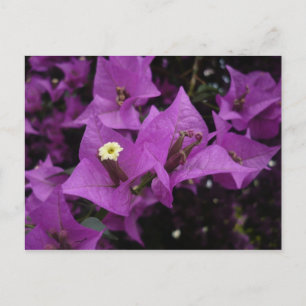 Purple Flowers   Postcard Postkarte