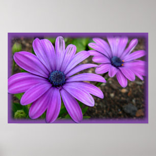 Purple Flowers Print Blue Daisis Art Poster