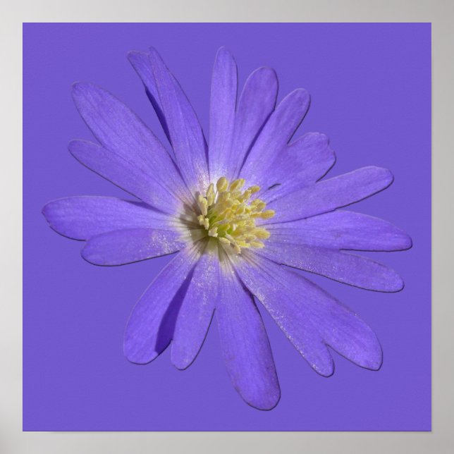 Purple Flowers Print Blue Daisis Art Poster (Vorne)