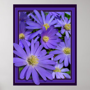 Purple Flowers Print Blue Daisis Art Poster