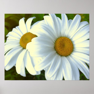 Purple Flowers Print Classic Daisies Poster Print