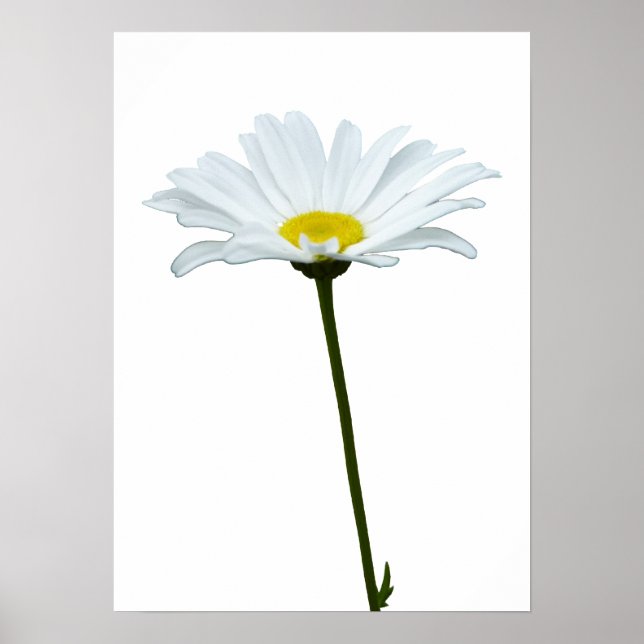 Purple Flowers Print Classic Daisies Poster Print (Vorne)