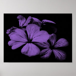 Purple Flowers Print Poster