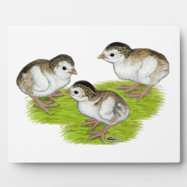 Purple Guinea Keets Fotoplatte (Vorderseite)