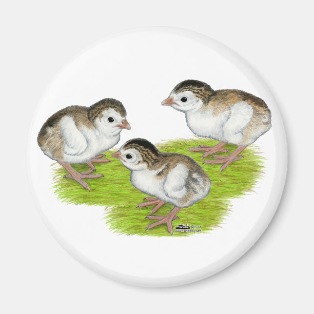Purple Guinea Keets Magnet (Vorne)