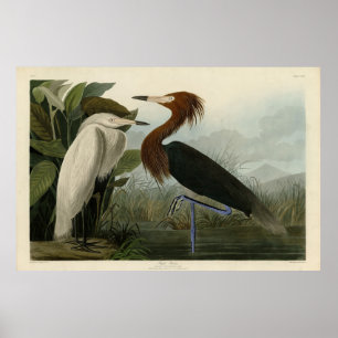 Purple Heron - from Audubon's Birds of America Poster