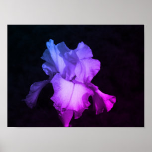Purple Iris Floral Photography Poster