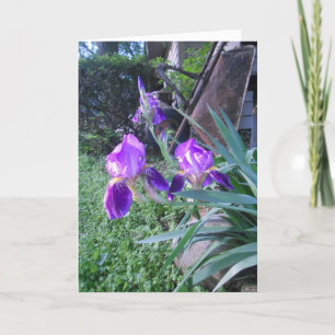 "Purple Iris's" Osternkarte Karte