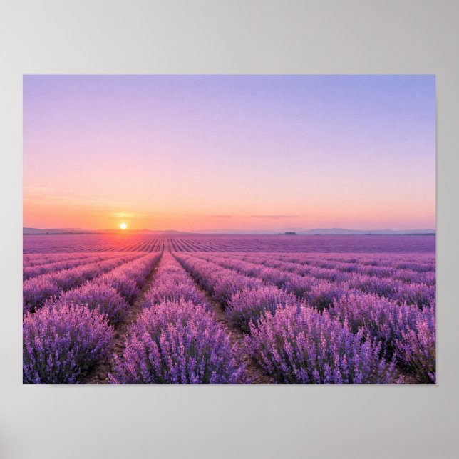 Purple Lavender Fields Poster - Provence France (Vorne)