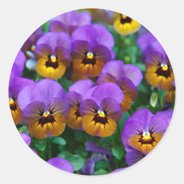 Purple Pansies Runder Aufkleber (Vorderseite)