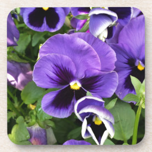 purple pansies untersetzer